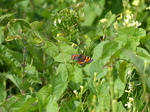 FZ005720 Small Tortoiseshell (Nymphalis urticae).jpg